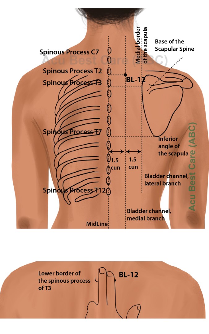 Acubestcare Meridian UB-12 or BL-12